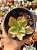 Echeveria tornado variegata - Imagem 1