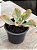 Echeveria tornado variegata - Imagem 2