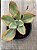 Echeveria tornado variegata - Imagem 3