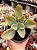 Echeveria tornado variegata - Imagem 1