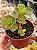 Portulaca molokiniensis - Imagem 1