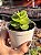 Portulaca molokiniensis - Imagem 1