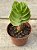 Portulaca molokiniensis - Imagem 2