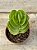 Portulaca molokiniensis - Imagem 1