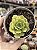 Aeonium gold emerald - Imagem 1