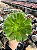 Aeonium gold emerald - Imagem 2