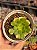 Aeonium gold emerald - Imagem 1