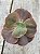 Echeveria bitters sweet ( SEM RAIZ) - Imagem 1