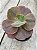 Echeveria bitters sweet ( SEM RAIZ) - Imagem 2