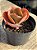 Echeveria bitters sweet - Imagem 2