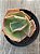 Echeveria HB Gladis Cuerva / verde - Imagem 3