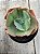 Echeveria HB Gladis Cuerva / verde - Imagem 1
