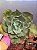 Echeveria flying cloud reversa - Imagem 1