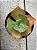 Echeveria flying cloud reversa - Imagem 1