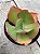 Echeveria flying cloud reversa - Imagem 2
