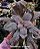 Echeveria momordica charantia M - Imagem 2