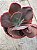 Echeveria momordica charantia M - Imagem 3