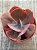 Echeveria momordica charantia M - Imagem 4