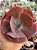 Echeveria momordica charantia M - Imagem 1