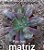 Echeveria momordica charantia M - Imagem 2