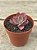 Echeveria chantilly marginata variegata - Imagem 2