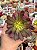 Aeonium mardi gras (sem raiz) - Imagem 1