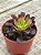 Aeonium mardi gras - Imagem 3