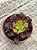 Aeonium mardi gras - Imagem 4