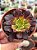 Aeonium mardi gras - Imagem 1
