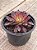 Aeonium mardi gras - Imagem 3