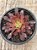 Aeonium mardi gras - Imagem 4