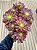 Aeonium mardi gras - Imagem 2