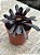 Aeonium big bang - Imagem 2