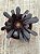 Aeonium big bang - Imagem 3
