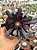 Aeonium big bang - Imagem 1