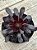 Aeonium big bang variegata - Imagem 3