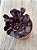 Aeonium big bang 1 - Imagem 3