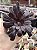 Aeonium big bang (reverso) - Imagem 1