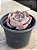 Echeveria pollux - Imagem 2