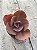 Echeveria golden state reversa - Imagem 1