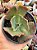 Echeveria barroco (sem raiz) - Imagem 1
