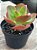 Echeveria barbillion - Imagem 4