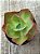 Echeveria barbillion - Imagem 3