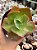 Echeveria barbillion - Imagem 1