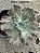 Echeveria barbillion - Imagem 2