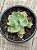 Echeveria chantilly blue sky variegata - Imagem 4