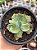 Echeveria chantilly blue sky variegata - Imagem 1