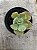Echeveria chantilly blue sky variegata - Imagem 1