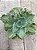 Echeveria chantilly blue sky variegata - Imagem 2