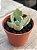Echeveria chantilly blue sky variegata - Imagem 3